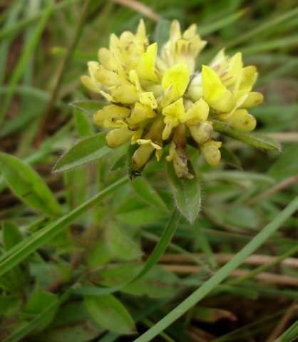 Leobordea pulchra